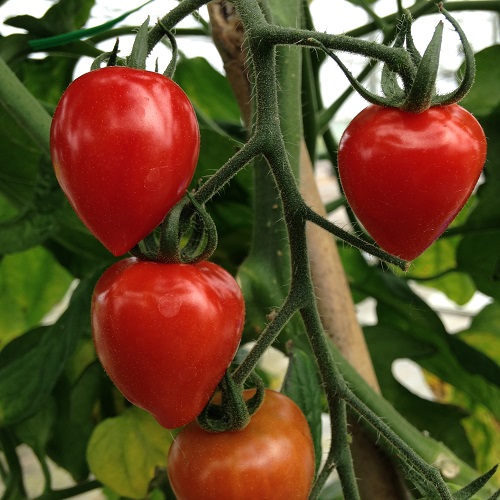 Tomato Fraise